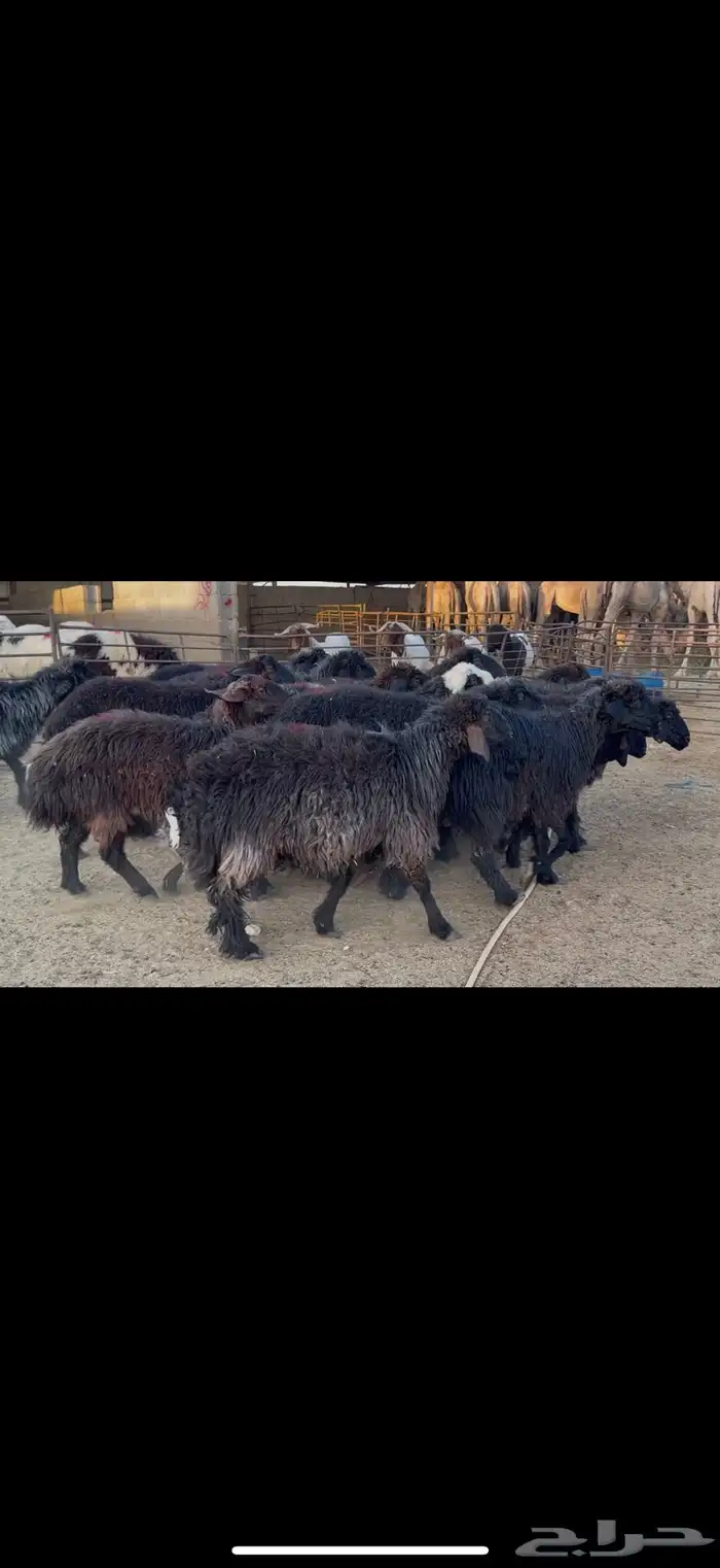 غنم عرب دفيع 2