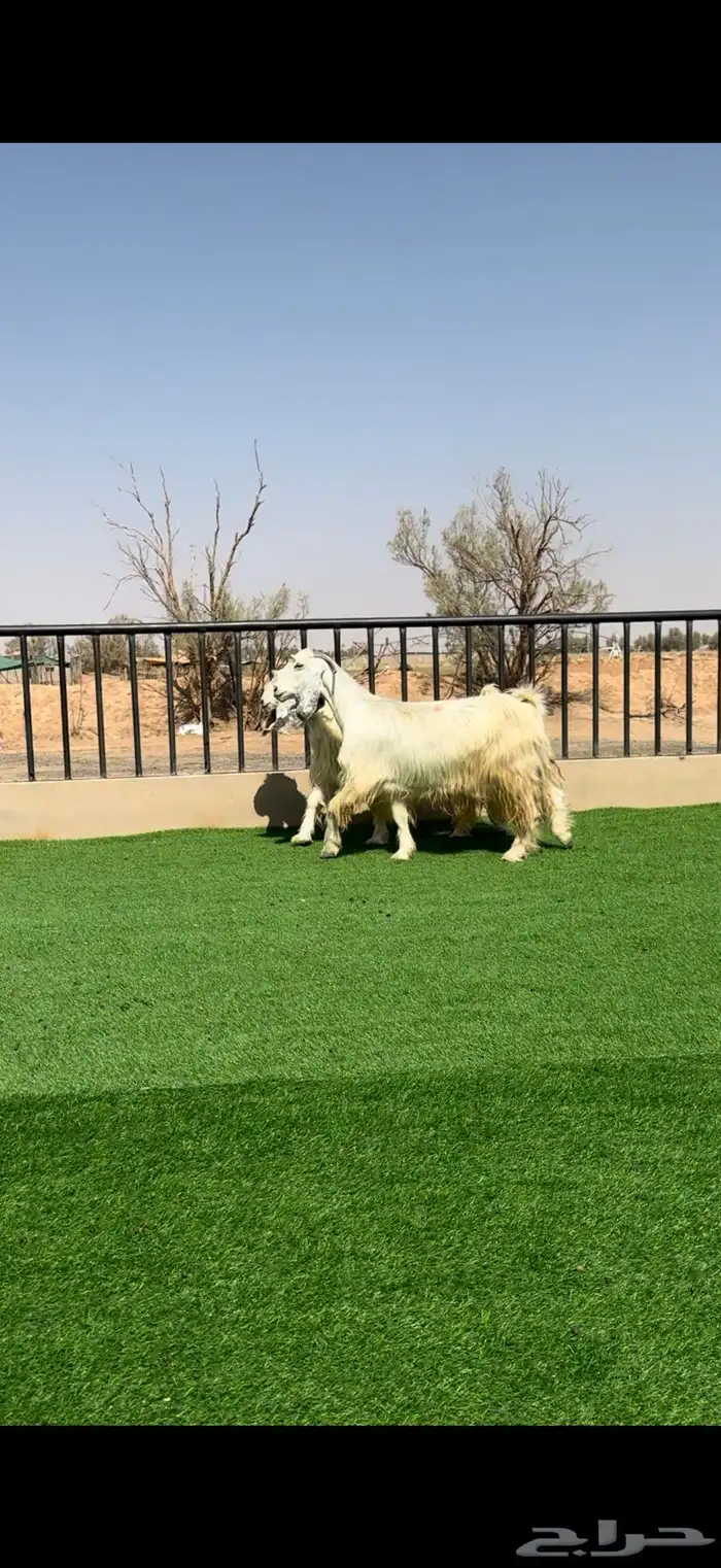 معزا بيض خصم الخصم مضاريع 4