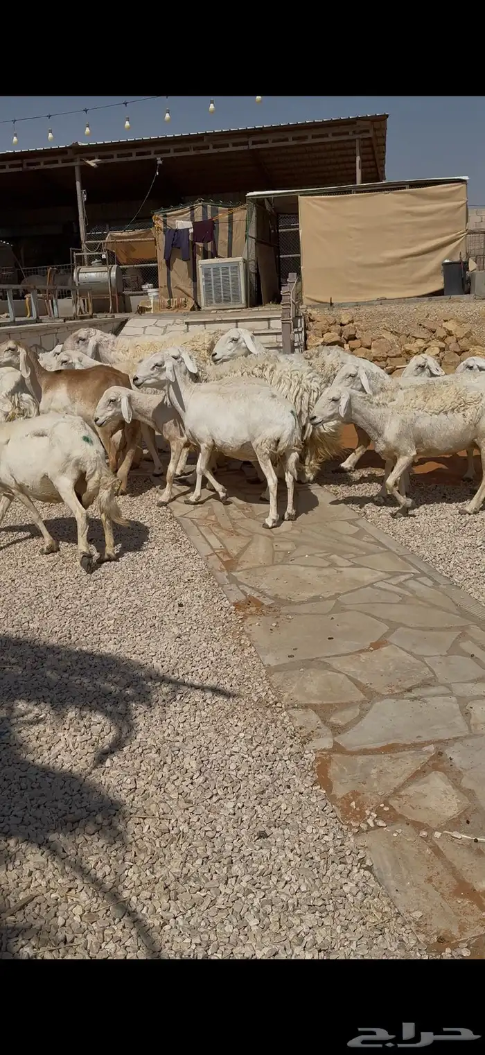 حريات مراح مواليد ووحصيب بفحلها 2