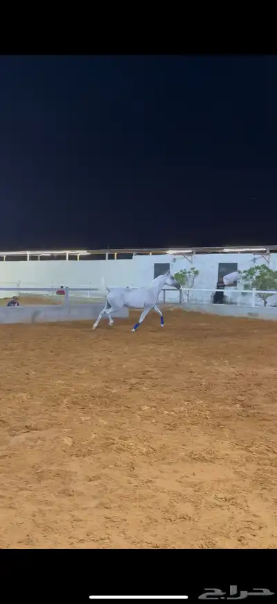 فرس واهو بنت الاسطور نسج خيدار index