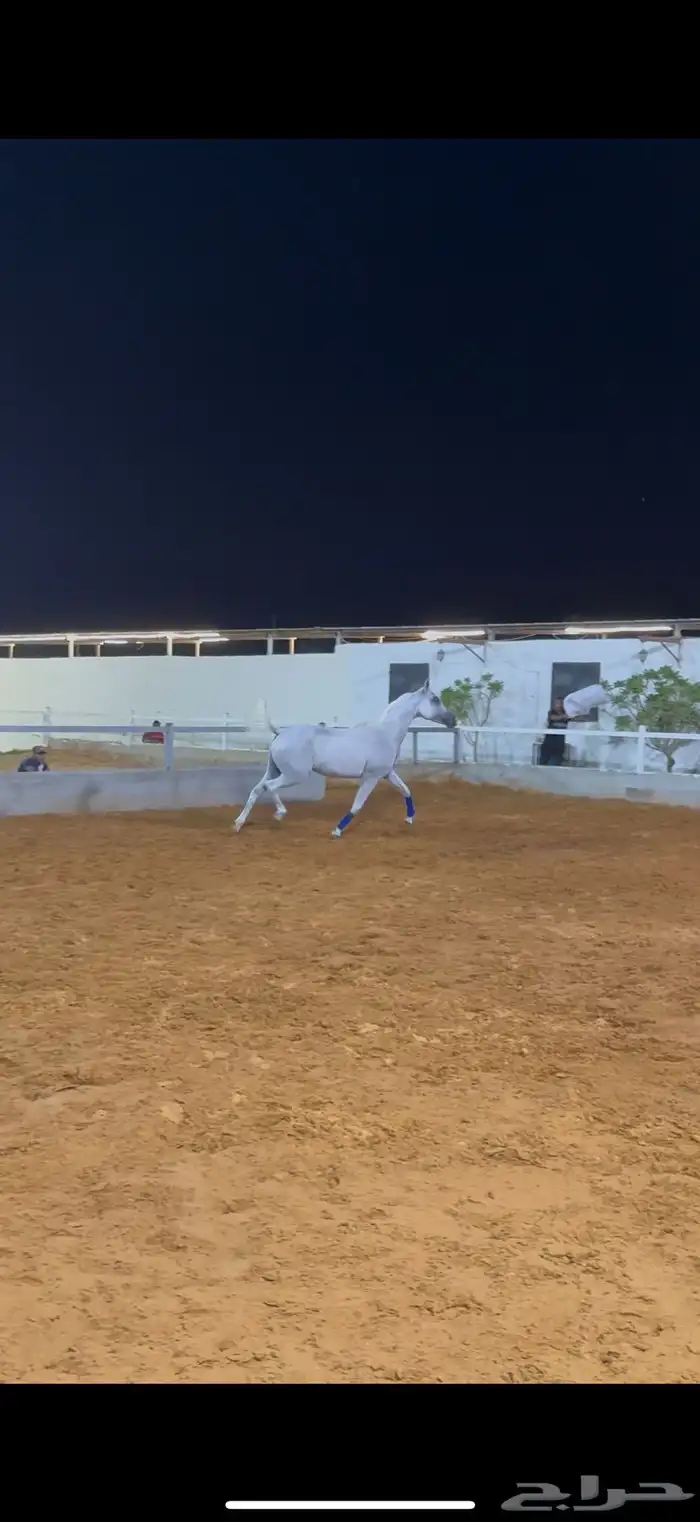 فرس واهو بنت الاسطور نسج خيدار 1