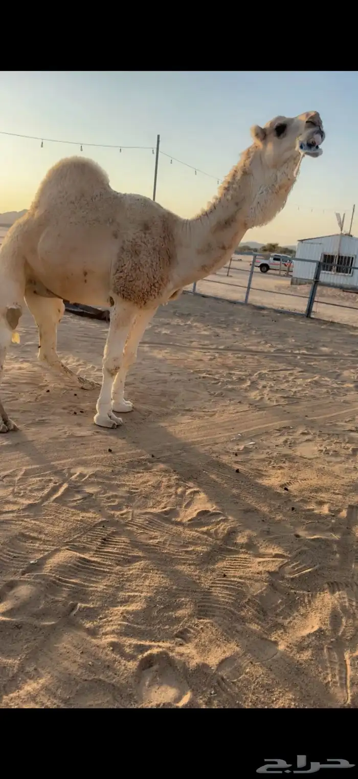 للبيع بعير 0