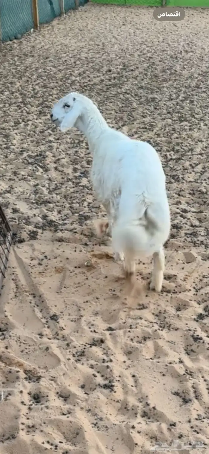 طلي طيب عمره يمكن من 5 1