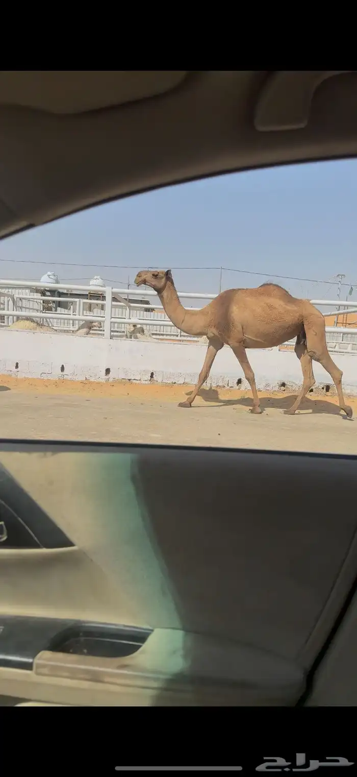 خفوت صفراء 0