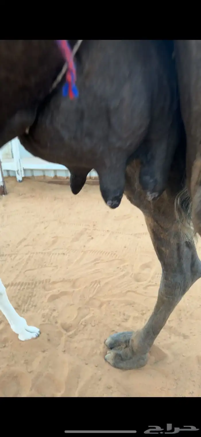 ابل للبيع مغاتير ومجاهيم خلفات ولقحات وقعدان وبكار 13