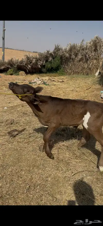 عجل الأماني index