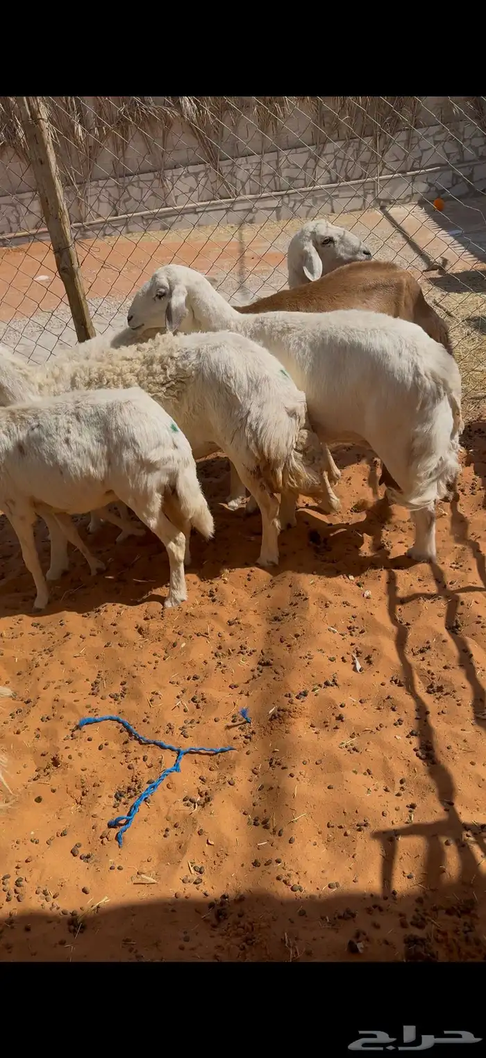 حريات مراح مواليد ووحصيب بفحلها 10