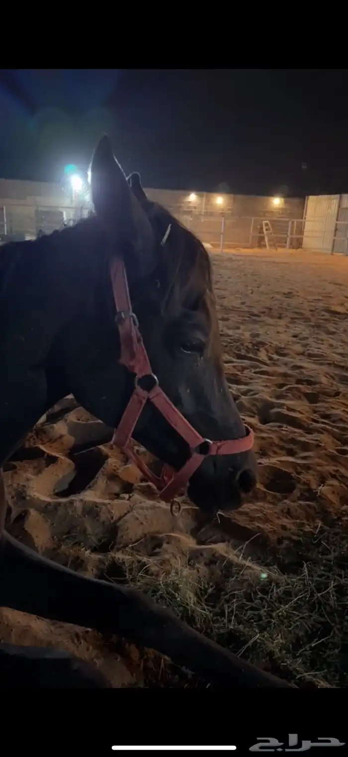 يوحد ايوا وعلاج وتدريب وعسف الموقع دايرب 2