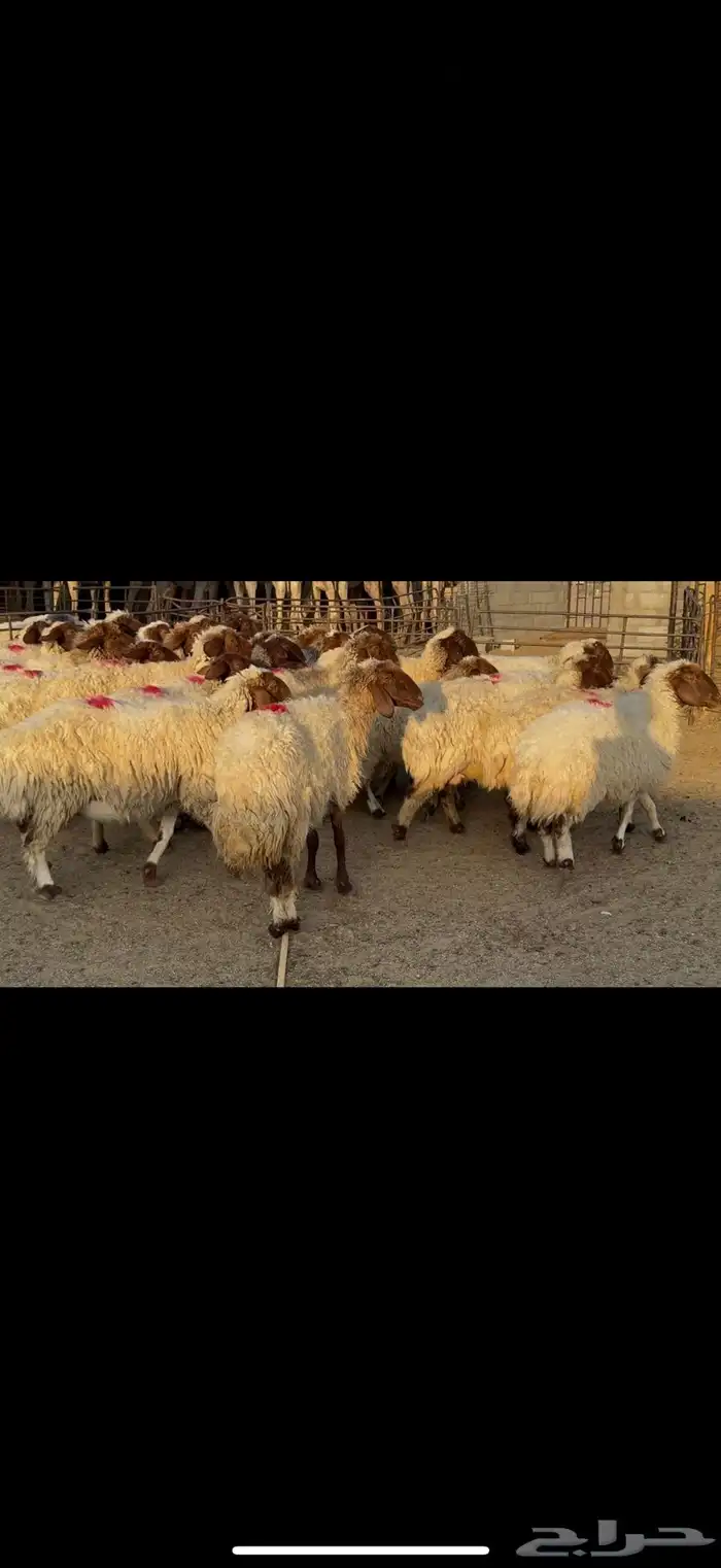 غنم نعيم مضاريع 2