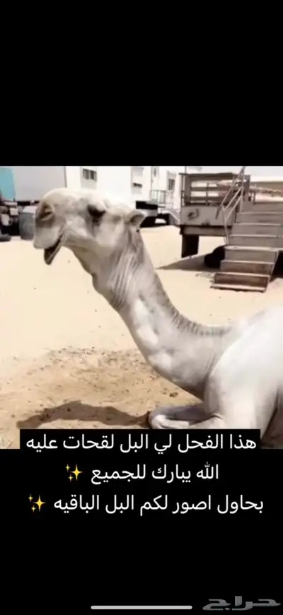 ابل للبيع مغاتير ومجاهيم خلفات ولقحات وقعدان وبكار index