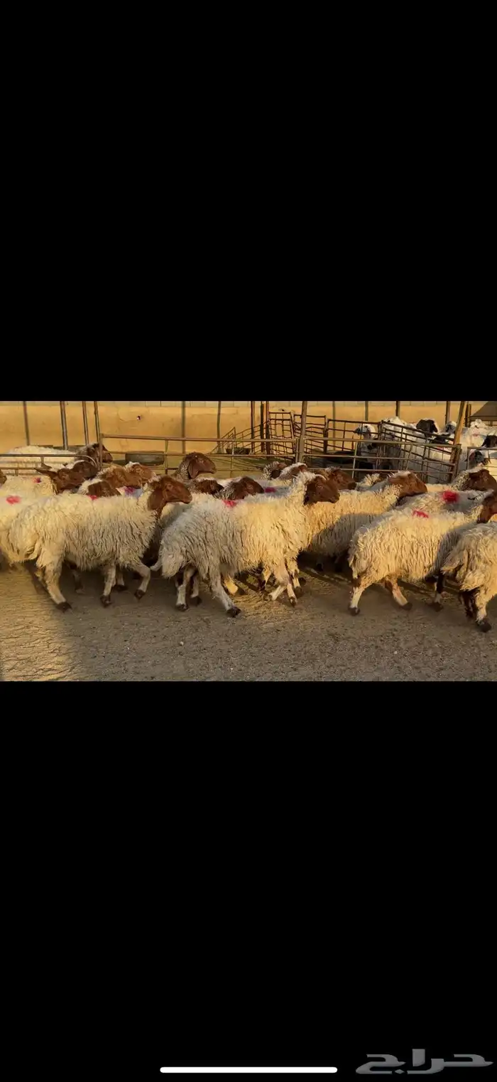 غنم نعيم مضاريع 0