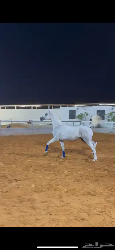 فرس واهو بنت الاسطور نسج خيدار index