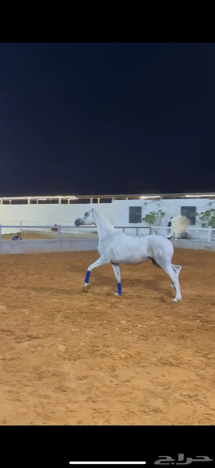 فرس واهو بنت الاسطور نسج خيدار 2