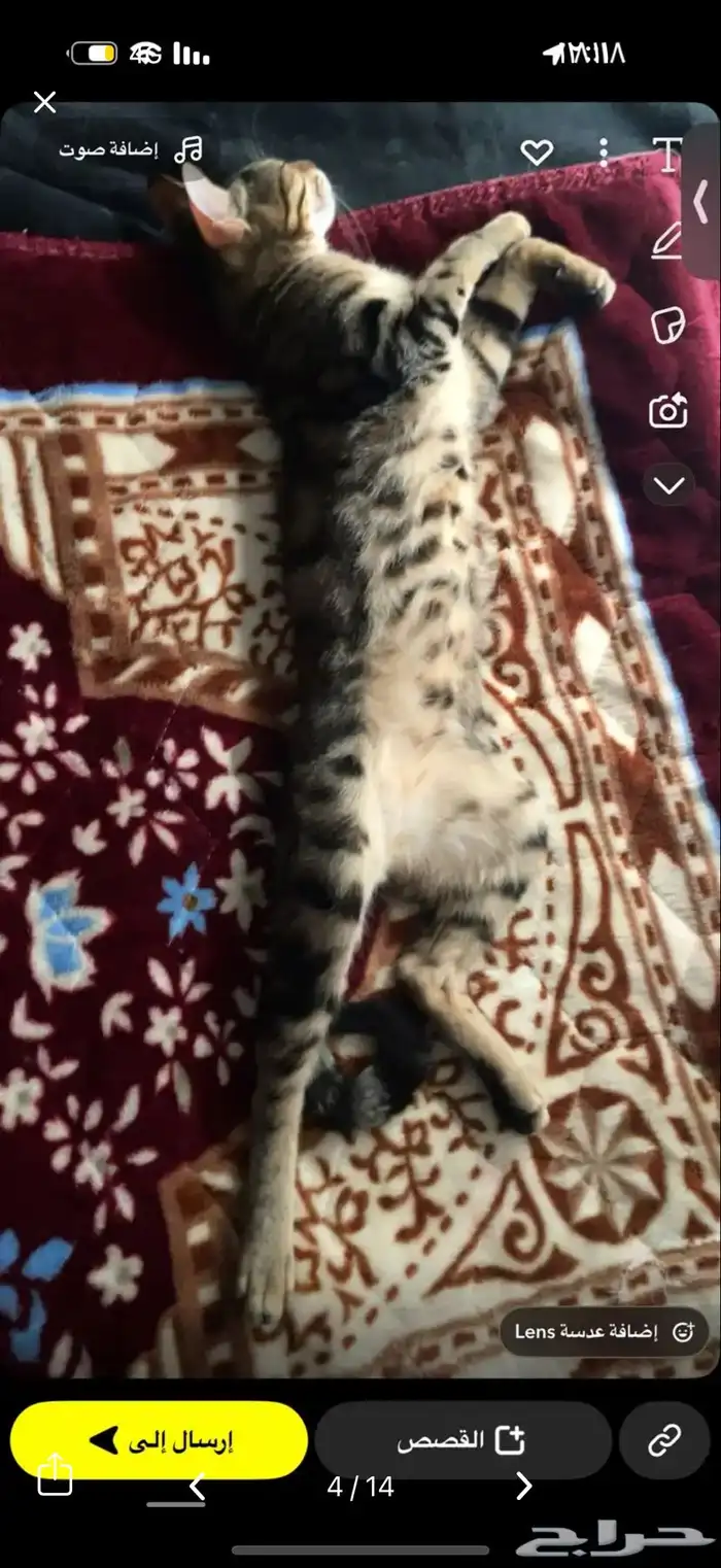 قط كفيف ضائع مكافأة 1500 ريال لمن يجده 9