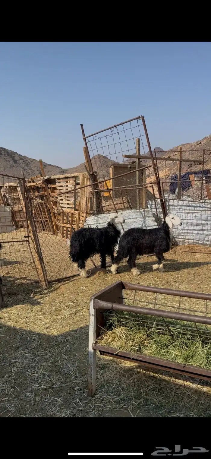 خروف ورخل نجد ذبايح 6