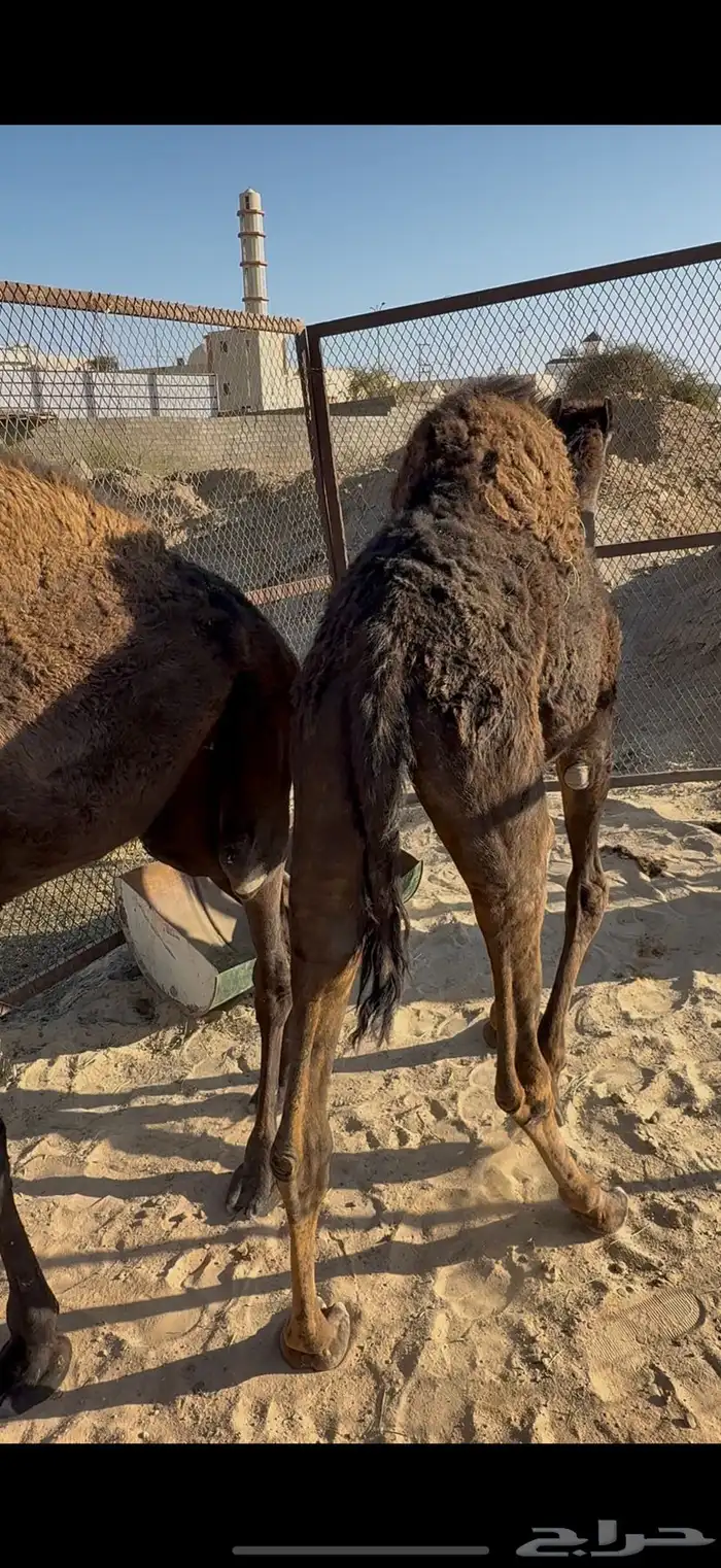 بكره الببع 2