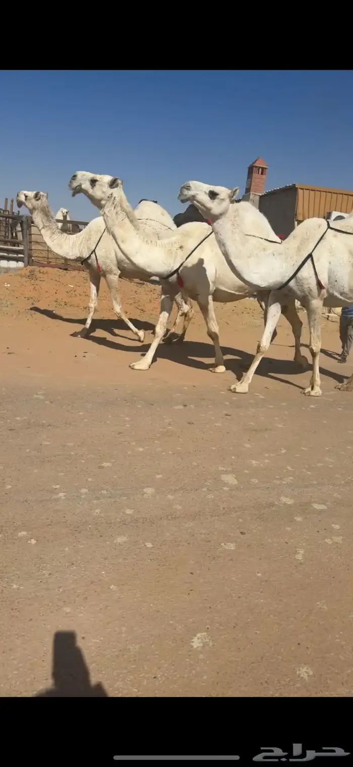 ابل للبيع مغاتير ومجاهيم خلفات ولقحات وقعدان وبكار 5