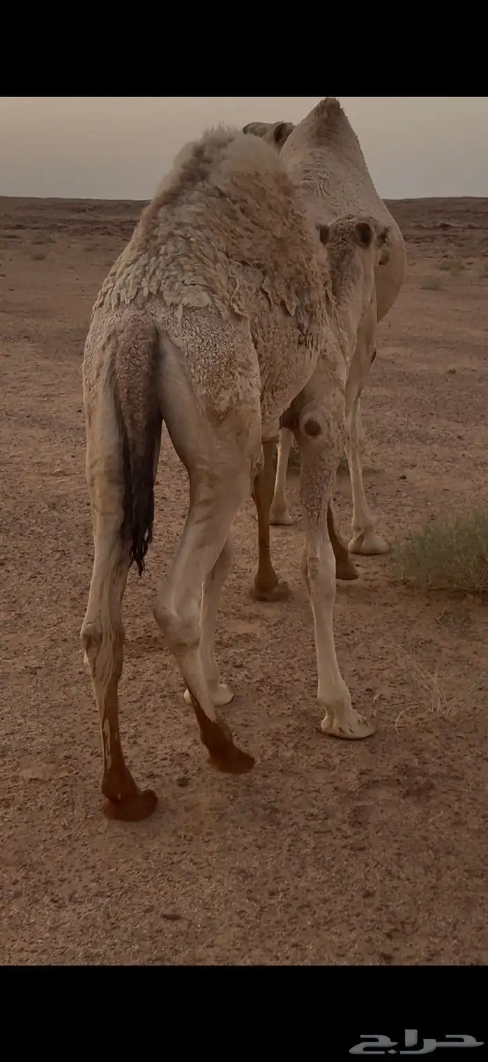 قعود لباني 3