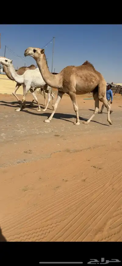 ابل للبيع مغاتير ومجاهيم خلفات ولقحات وقعدان وبكار index