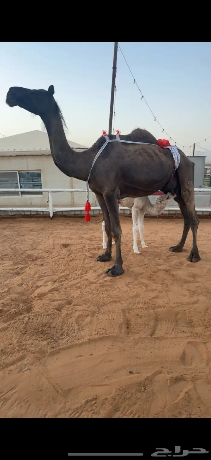 ابل للبيع مغاتير ومجاهيم خلفات ولقحات وقعدان وبكار 12
