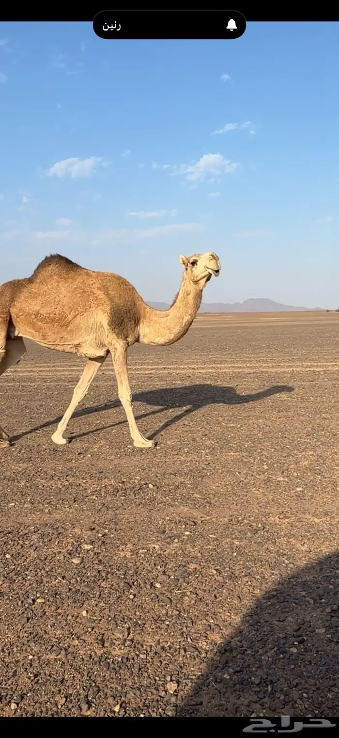 ضروبه منيحه شرط 0