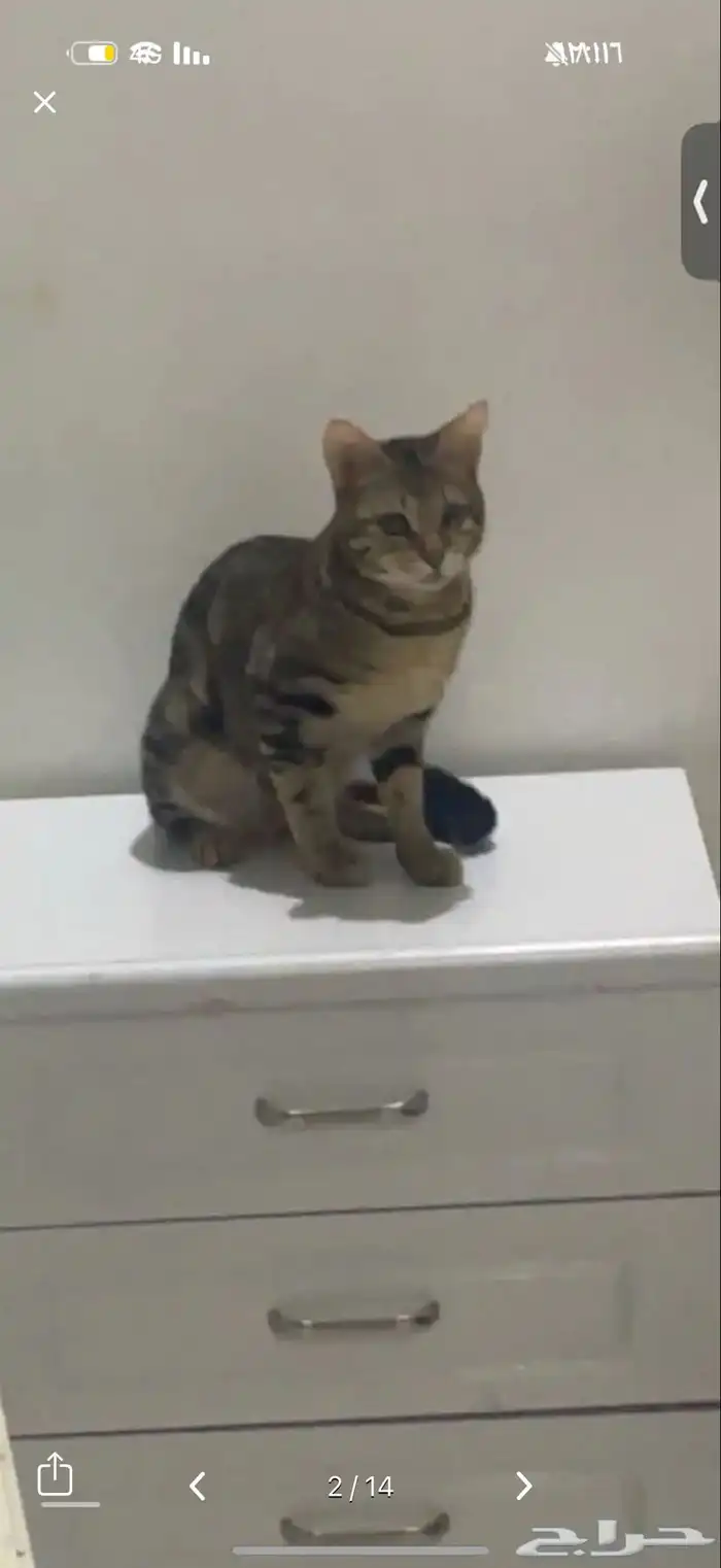قط كفيف ضائع مكافأة 1500 ريال لمن يجده 12