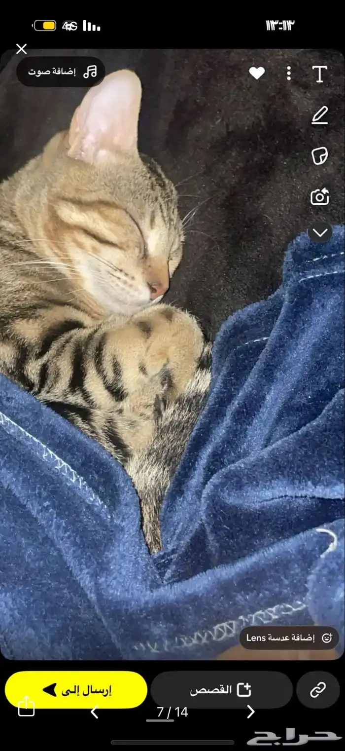قط كفيف ضائع مكافأة 1500 ريال لمن يجده 6