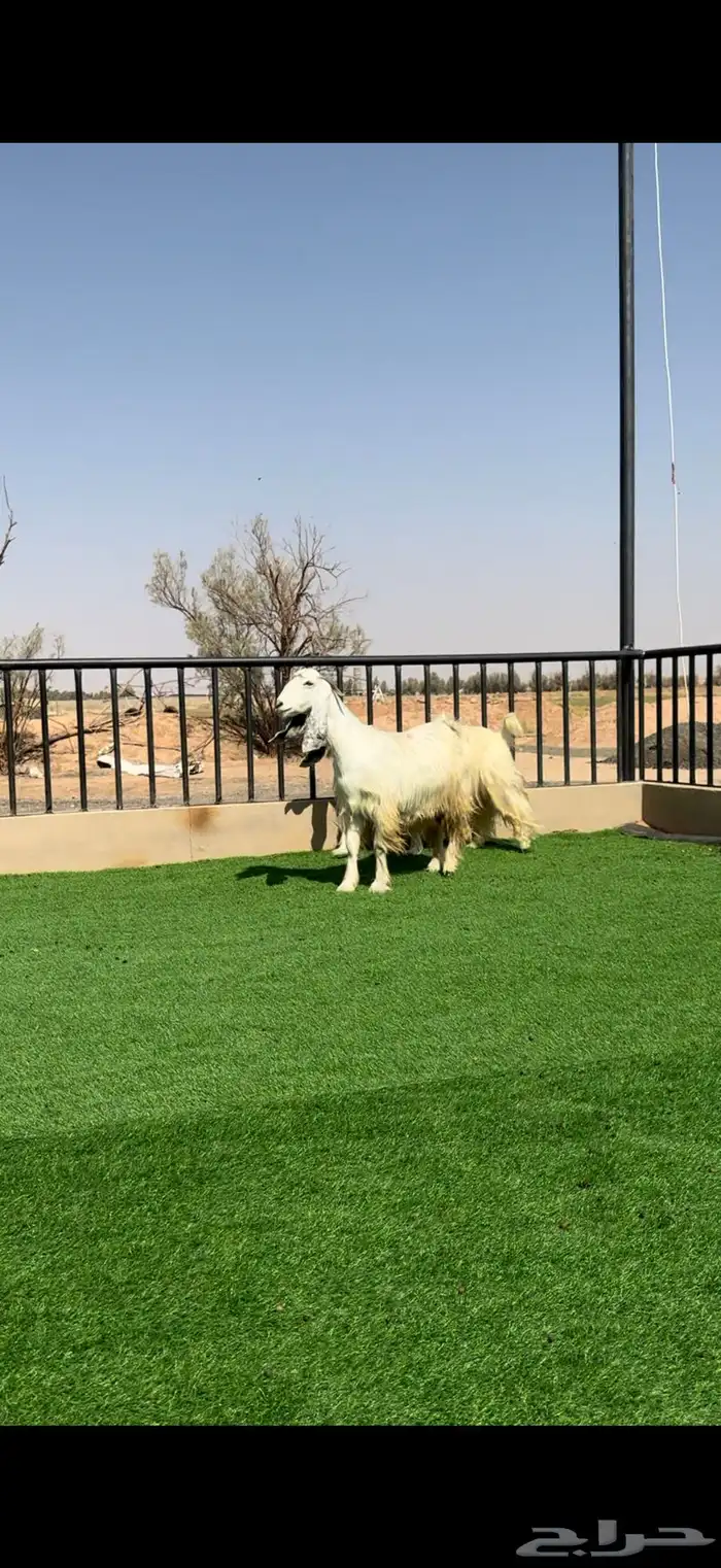 معزا بيض خصم الخصم مضاريع 0