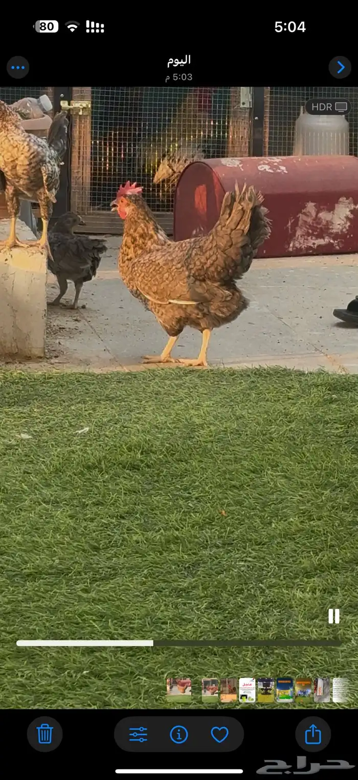 دجاج كويتي قزم 1