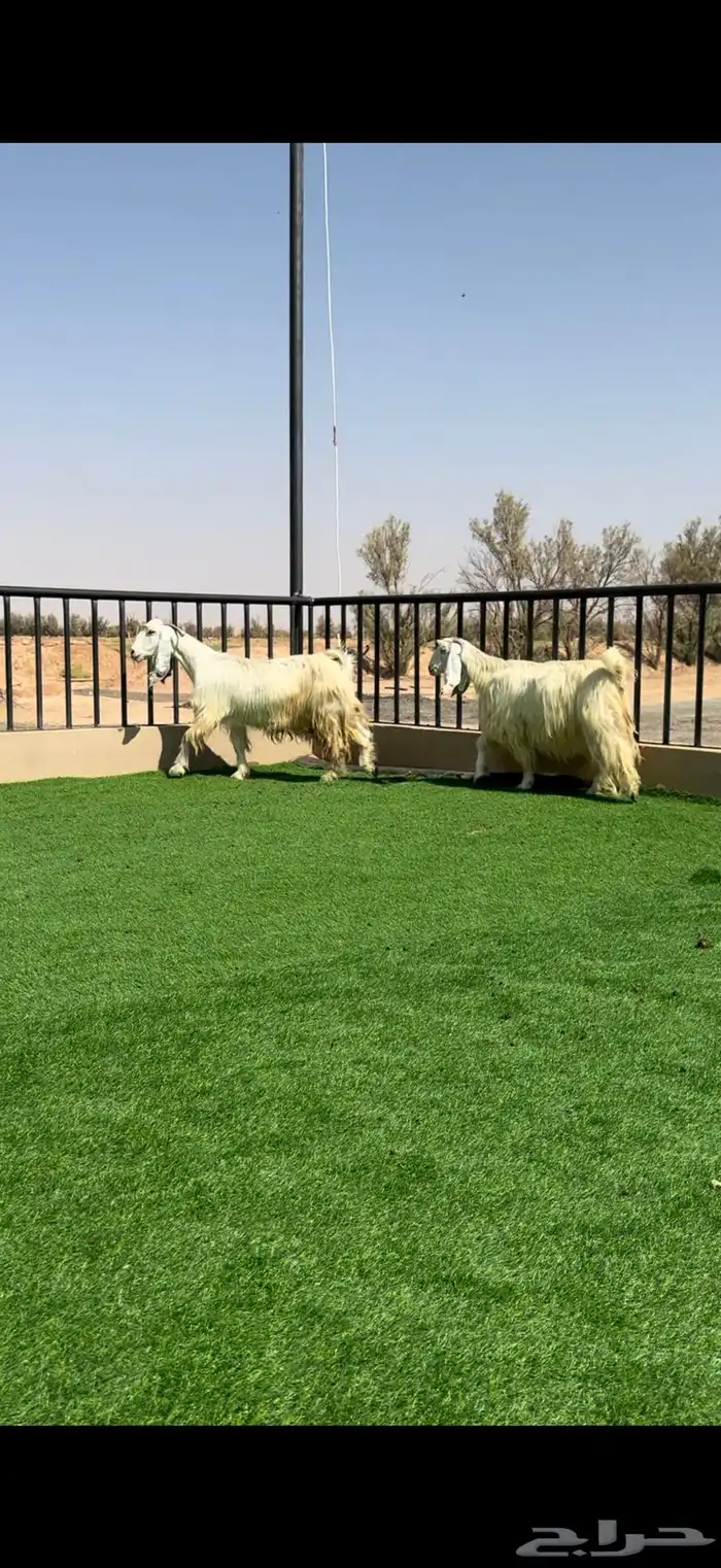 معزا بيض خصم الخصم مضاريع 1