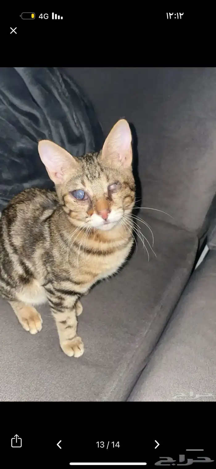 قط كفيف ضائع مكافأة 1500 ريال لمن يجده 0