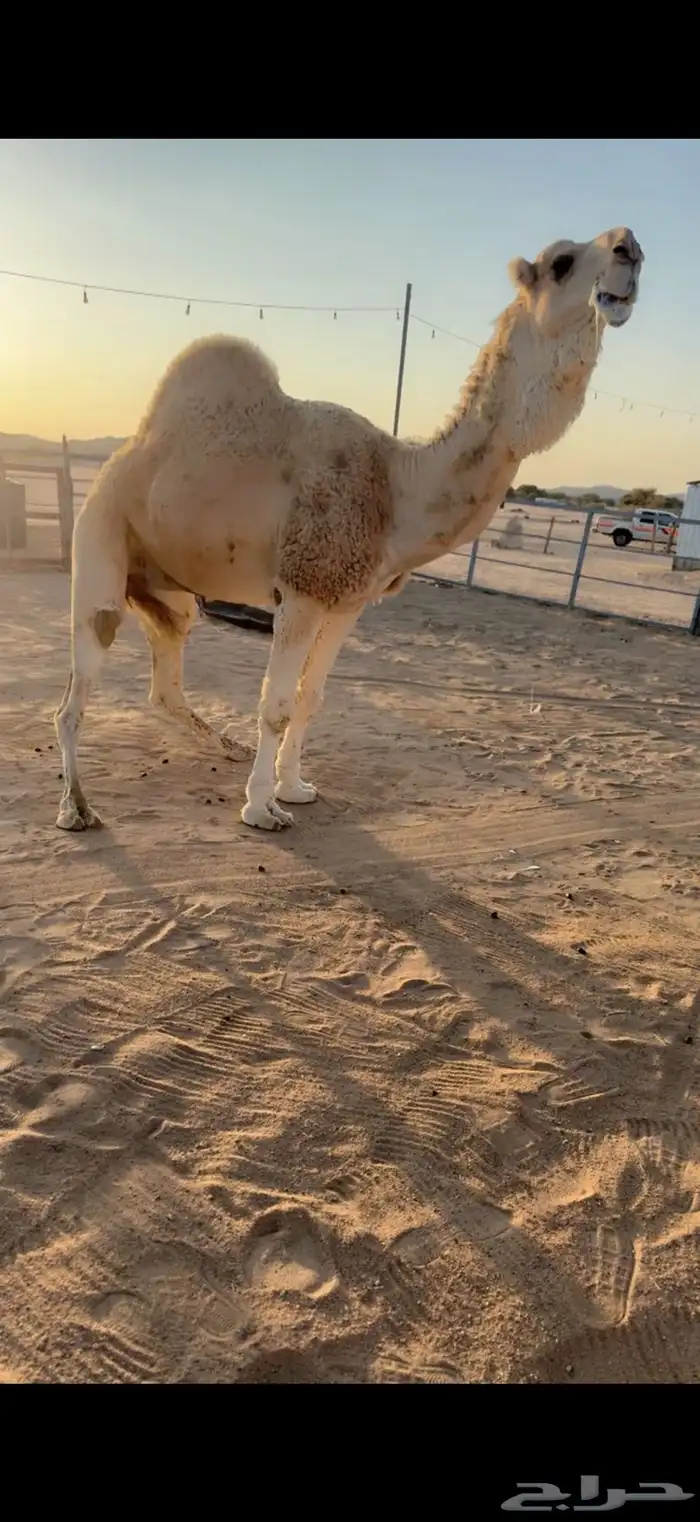 للبيع بعير 1