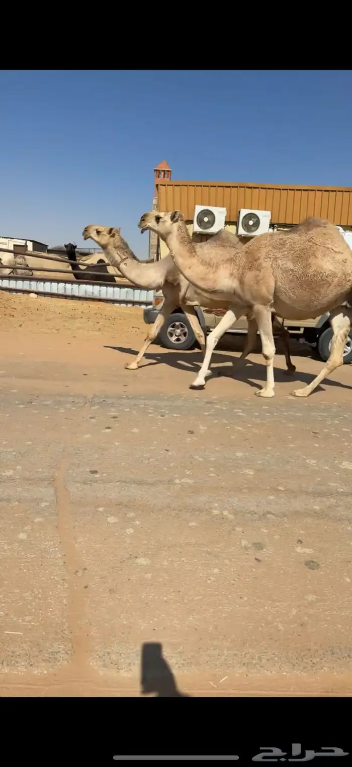 ابل للبيع مغاتير ومجاهيم خلفات ولقحات وقعدان وبكار 6