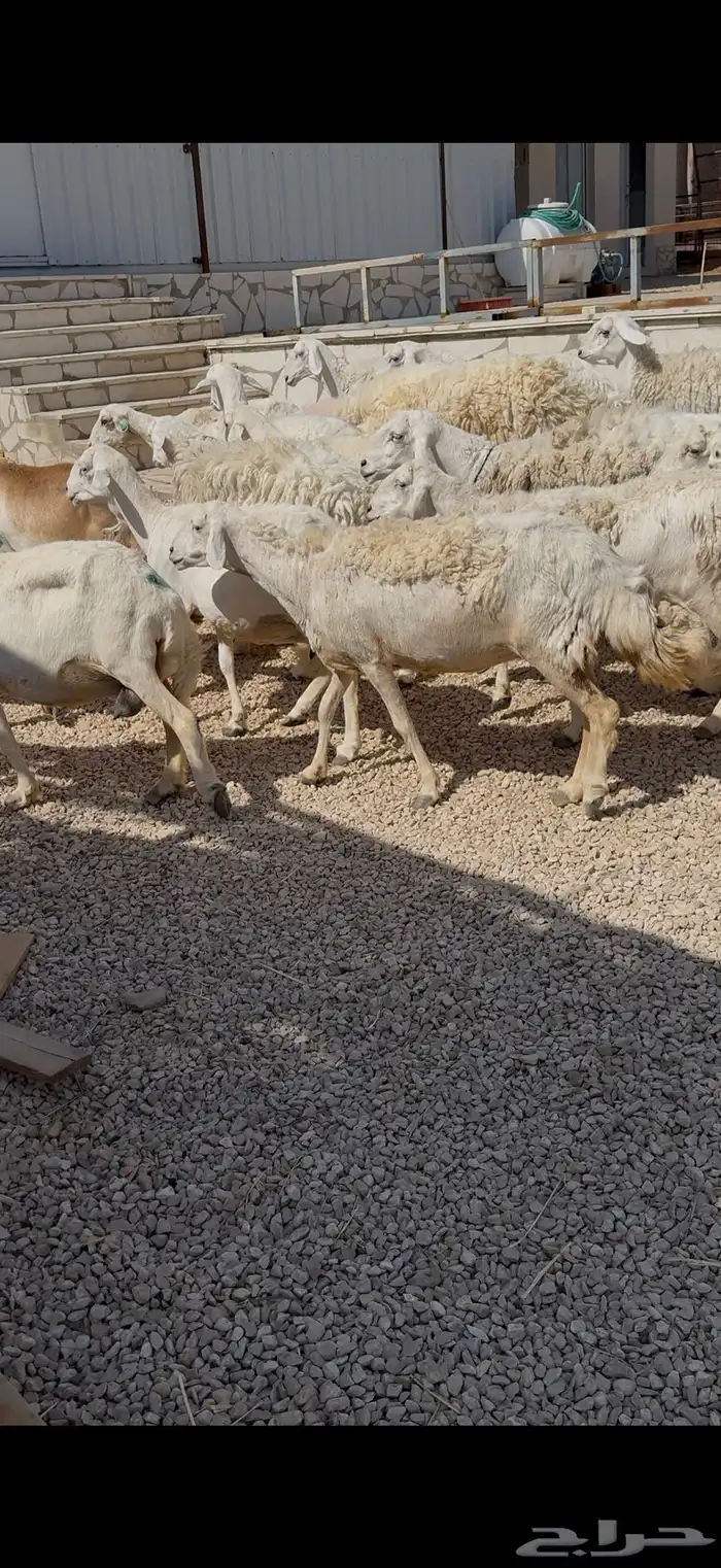 حريات مراح مواليد ووحصيب بفحلها 6