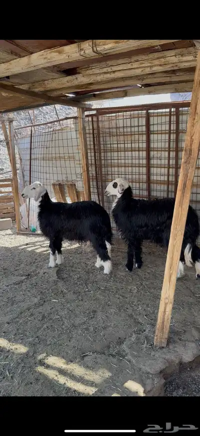 خروف ورخل نجد ذبايح index