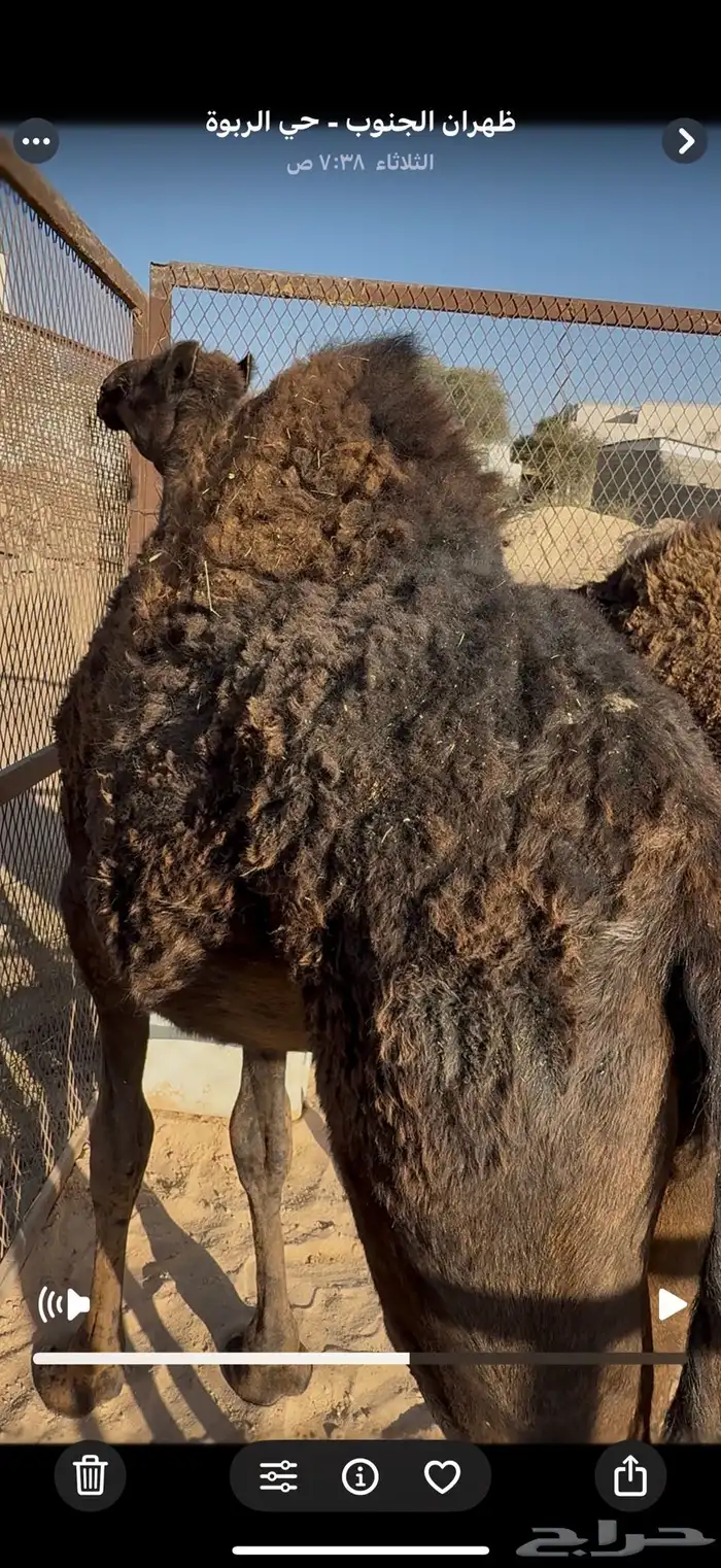 بكره الببع 1