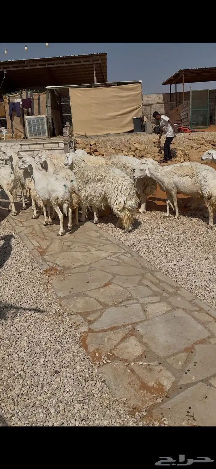 حريات مراح مواليد ووحصيب بفحلها 1