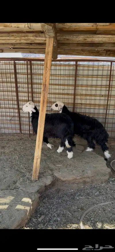 خروف ورخل نجد ذبايح index