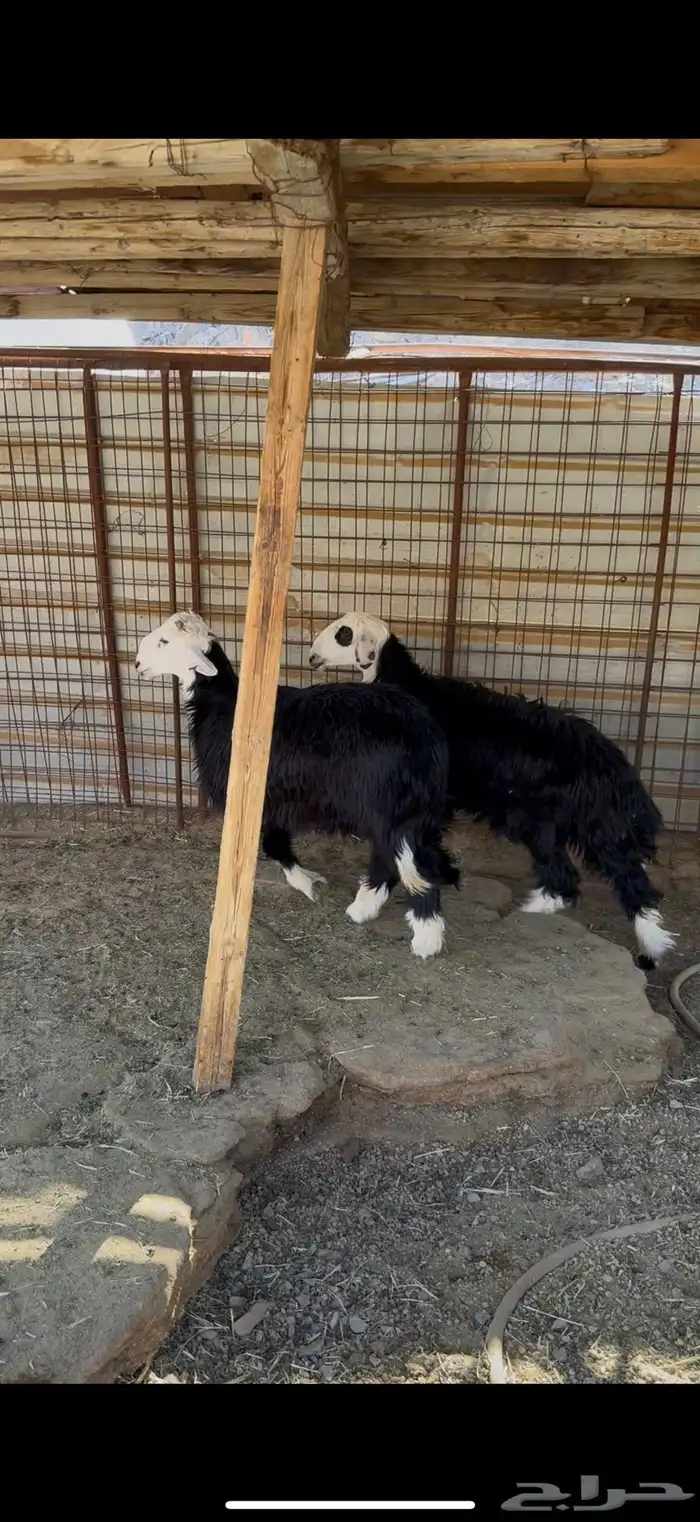 خروف ورخل نجد ذبايح 4