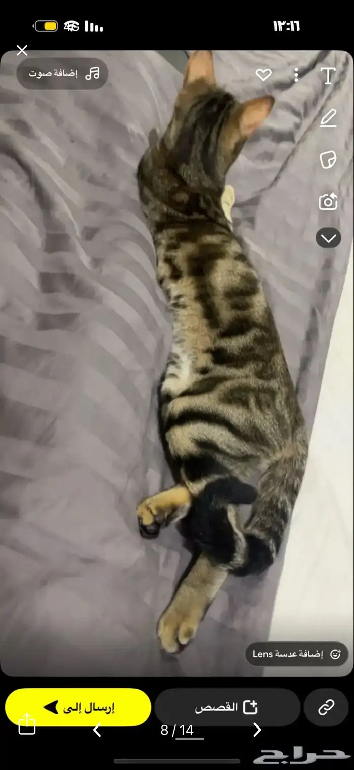 قط كفيف ضائع مكافأة 1500 ريال لمن يجده 5