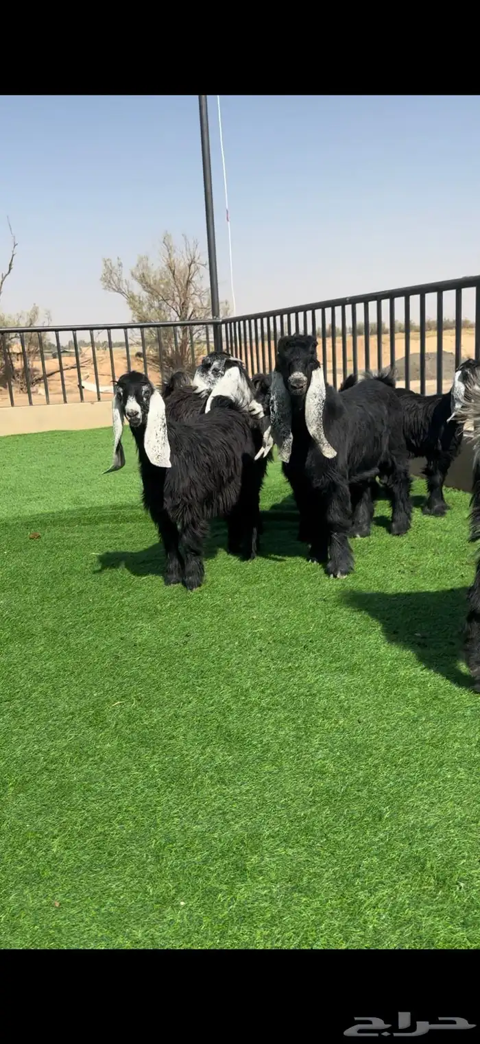 جفرات عوارض بالفحل خصصم 3