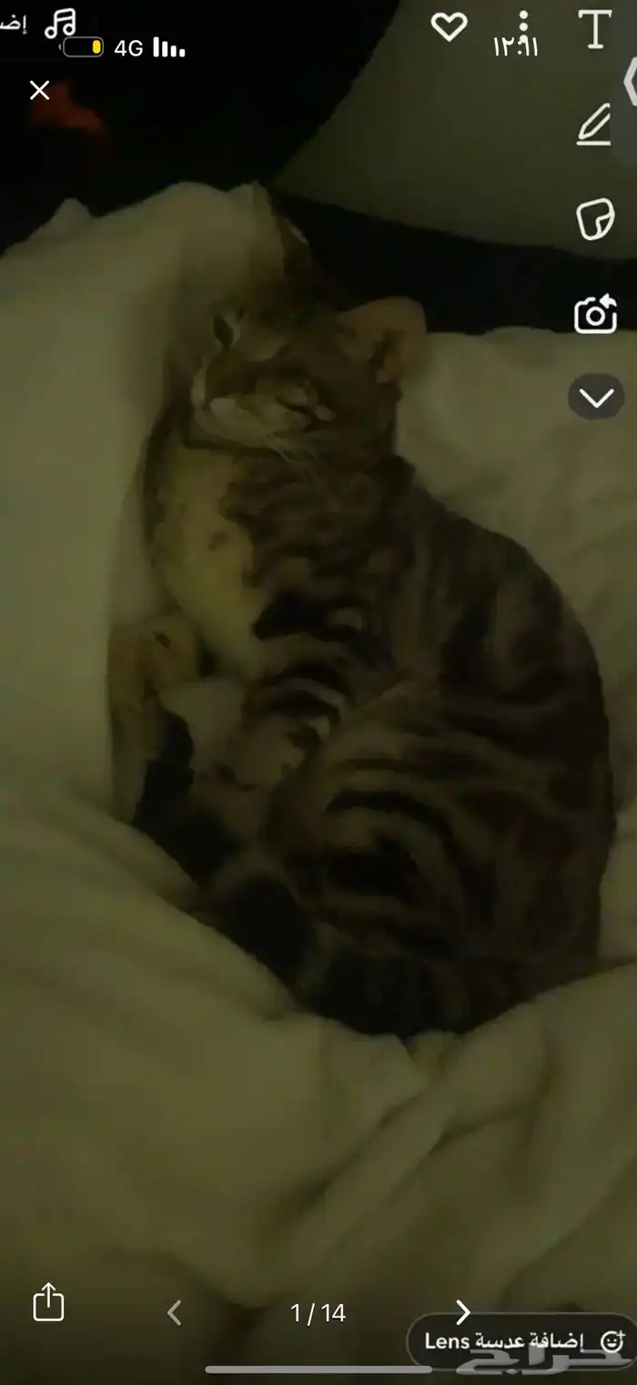 قط كفيف ضائع مكافأة 1500 ريال لمن يجده 11