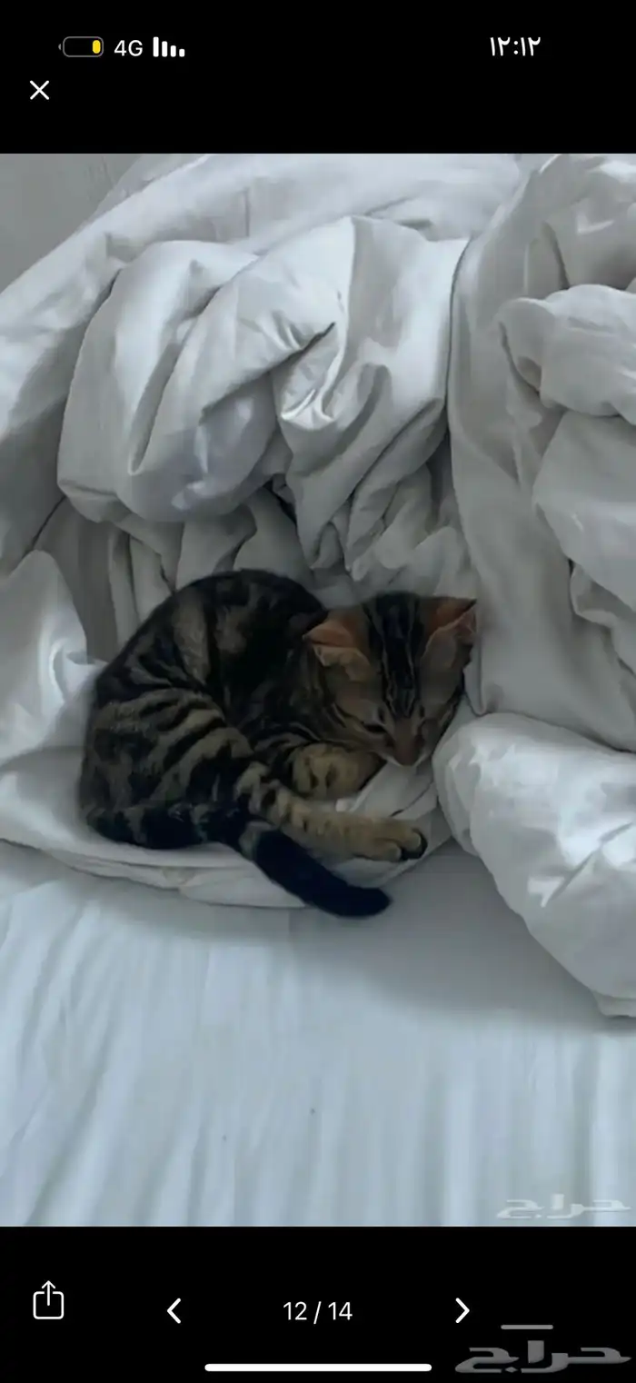 قط كفيف ضائع مكافأة 1500 ريال لمن يجده 1