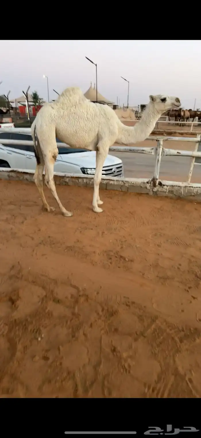 ابل للبيع مغاتير ومجاهيم خلفات ولقحات وقعدان وبكار 11