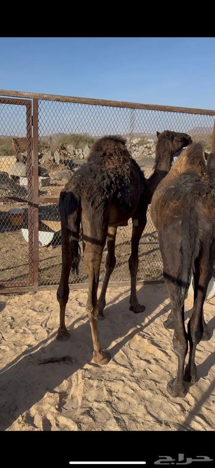 بكره الببع 0