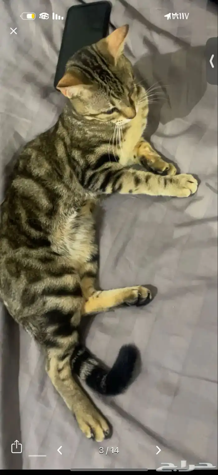 قط كفيف ضائع مكافأة 1500 ريال لمن يجده 8
