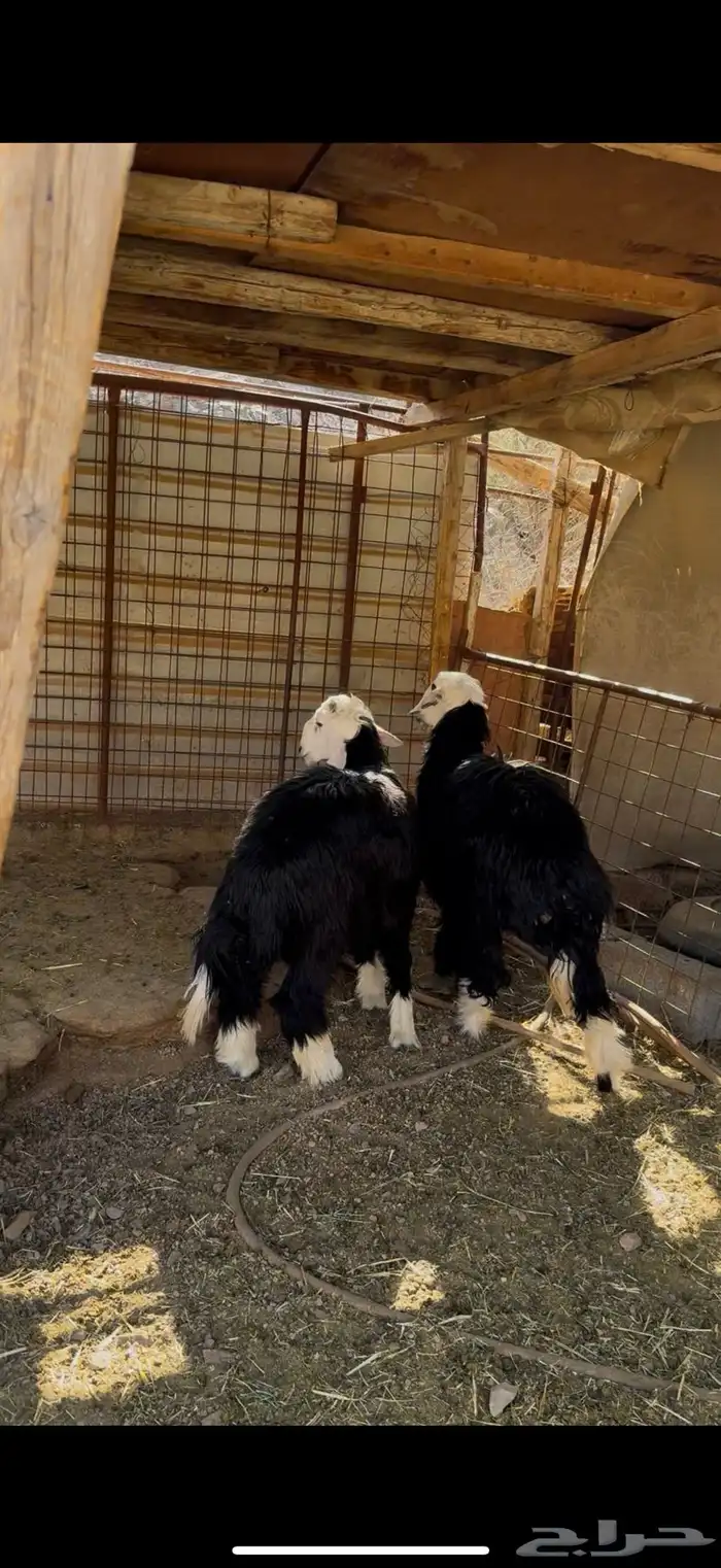 خروف ورخل نجد ذبايح 0