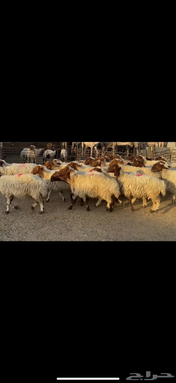 غنم نعيم مضاريع 1