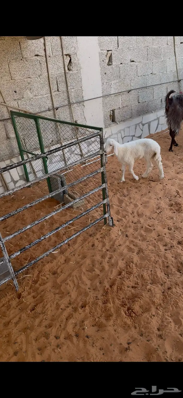 حريات مراح مواليد ووحصيب بفحلها 13