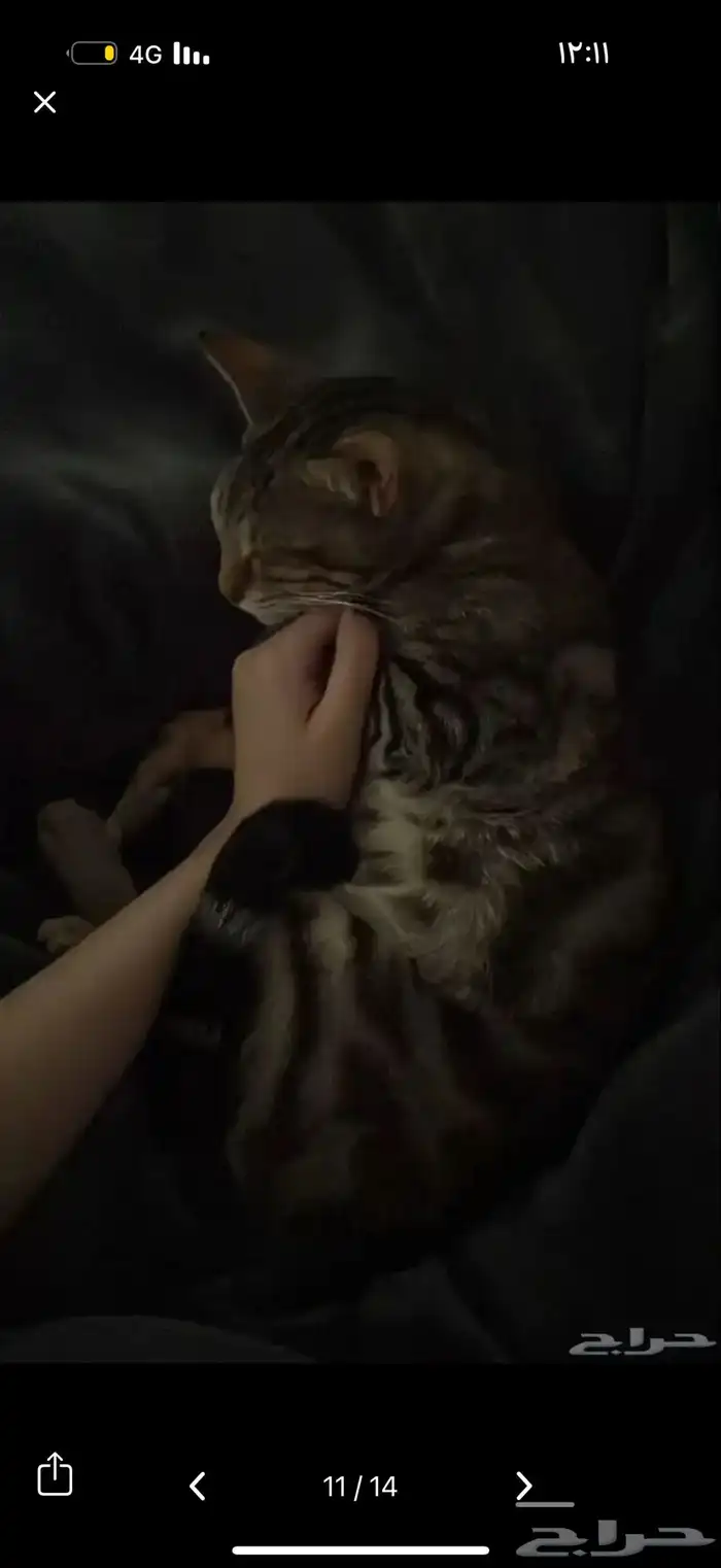 قط كفيف ضائع مكافأة 1500 ريال لمن يجده 4